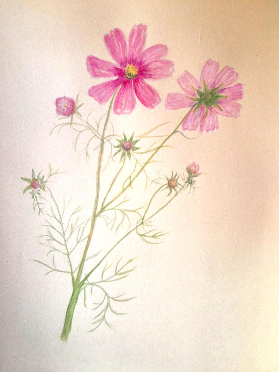 Gemälde einer Cosmea